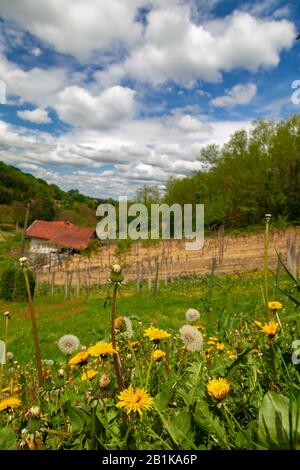 Des pissenlits dans une campagne rurale du nord croate près de Koprivnica Banque D'Images