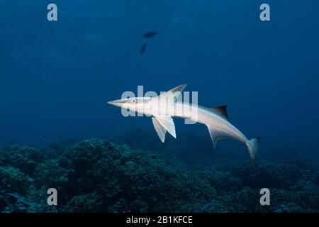Suckerfish, Echeneis Naucrates, Fakarava, Tuamotu Archipel, Polynésie Française Banque D'Images