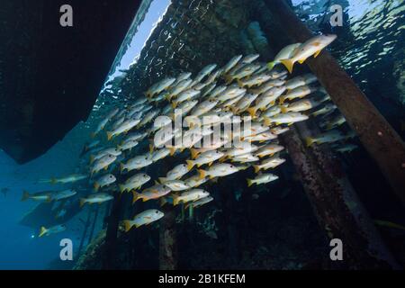 Shoal de Snapper À Un point sous Jetty, Lutjanus monostigma, Fakarava, Tuamotu Archipel, Polynésie française Banque D'Images