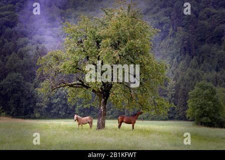 Deux chevaux à l'ombre d'un magnifique arbre en Suisse, près du lac Léman Banque D'Images