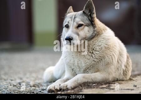 Portrait d'une race de chien Laika de Sibérie occidentale assis à l'extérieur dans une cour. Banque D'Images