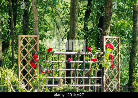 mur de ruche en bois avec rose grimpante entouré de verdure Banque D'Images