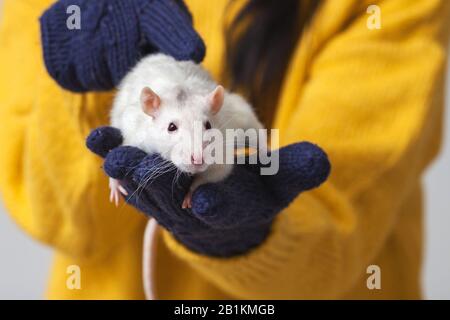 Rat blanc dans les bras. En arrière-plan est un homme qui tient un rongeur avec des gants dans ses mains. Banque D'Images