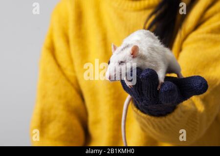 Rat blanc dans les bras. Sur les mains qui tiennent le rongeur portent des gants tricotés et à l'arrière-plan est une veste tricotée jaune. Banque D'Images