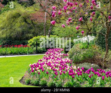 Jardin de tulipes roses à côté d'un arbre de Magnolia en fleurs Banque D'Images