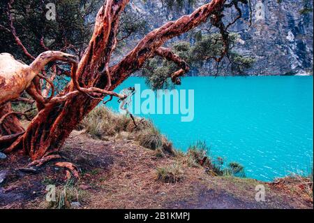 Vue magnifique sur Laguna Paron - Huaraz Pérou Banque D'Images