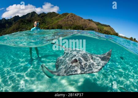 Plongée avec masque et tuba avec whiprie rose dans Lagoon, Pateobatis fai, Moorea, Polynésie française Banque D'Images