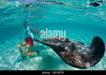 Plongée avec masque et tuba avec whiprie rose dans Lagoon, Pateobatis fai, Moorea, Polynésie française Banque D'Images