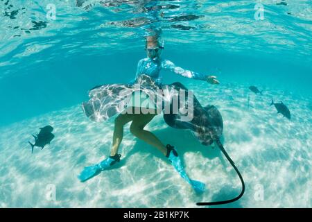 Plongée avec masque et tuba avec whiprie rose dans Lagoon, Pateobatis fai, Moorea, Polynésie française Banque D'Images