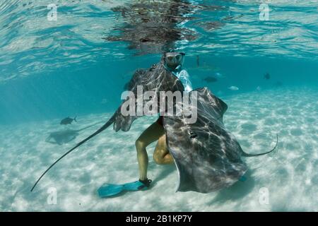 Plongée avec masque et tuba avec whiprie rose dans Lagoon, Pateobatis fai, Moorea, Polynésie française Banque D'Images