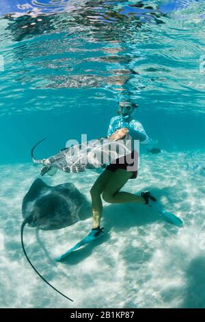 Plongée avec masque et tuba avec whiprie rose dans Lagoon, Pateobatis fai, Moorea, Polynésie française Banque D'Images