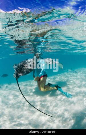 Plongée avec masque et tuba avec whiprie rose dans Lagoon, Pateobatis fai, Moorea, Polynésie française Banque D'Images