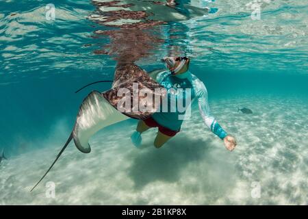 Plongée avec masque et tuba avec whiprie rose dans Lagoon, Pateobatis fai, Moorea, Polynésie française Banque D'Images