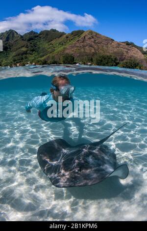 Plongée avec masque et tuba avec whiprie rose dans Lagoon, Pateobatis fai, Moorea, Polynésie française Banque D'Images