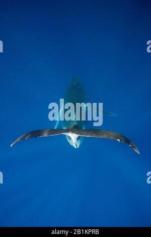 Baleine À Bosse, Megaptera Novaeangliae, Moorea, Polynésie Française Banque D'Images