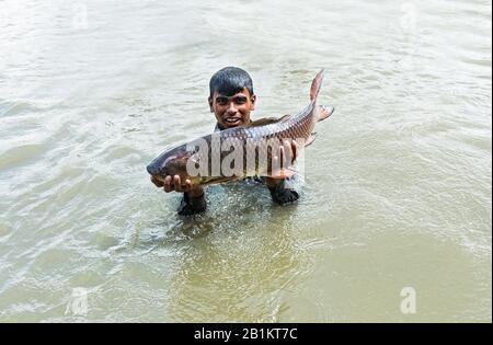 Le poisson est la principale protéine de source animale pour le peuple bangladais. Il a également une bonne valeur économique dans l'industrie alimentaire et la sécurité alimentaire. Banque D'Images