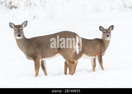 Cerf de Virginie (Odocoileus virginianus), hiver, est de l'Amérique du Nord, par Dominique Braud/Dembinsky photo Assoc Banque D'Images