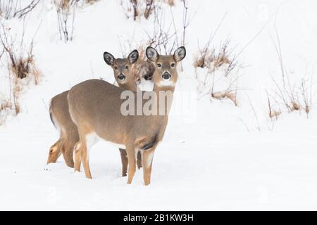 Cerf de Virginie (Odocoileus virginianus), hiver, est de l'Amérique du Nord, par Dominique Braud/Dembinsky photo Assoc Banque D'Images