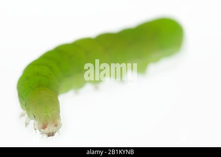 Nuances d'angle Phloglophora méticulosa, Nuances d'angle, caterpillar sur fond blanc montrant quelques structures internes d'organe, simple œil composé, papillon Banque D'Images