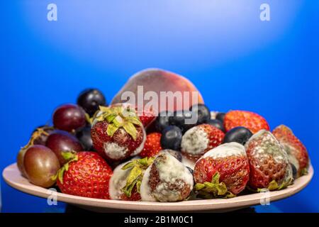 Les fruits et les baies dans une tasse et moisis pourris Banque D'Images