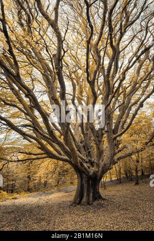 Arbres en automne splendeur dans les collines Clent dans les collines Clent, nr Halesowen dans les West Midlands Banque D'Images