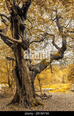 Arbres en automne splendeur dans les collines Clent dans les collines Clent, nr Halesowen dans les West Midlands Banque D'Images