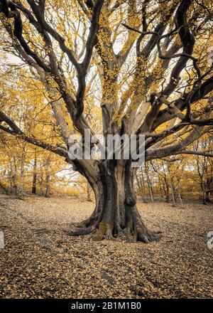 Arbres en automne splendeur dans les collines Clent dans les collines Clent, nr Halesowen dans les West Midlands Banque D'Images