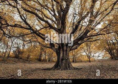 Arbres en automne splendeur dans les collines Clent dans les collines Clent, nr Halesowen dans les West Midlands Banque D'Images