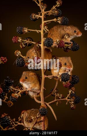 Amuse-Toi Bien Avec Les Souris Harvest Banque D'Images