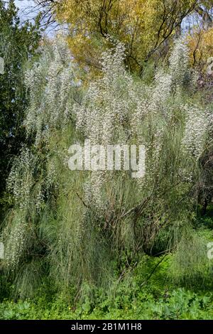 Brousse de mariée (Retama, Genista monosperma) avec fleurs de whte Banque D'Images