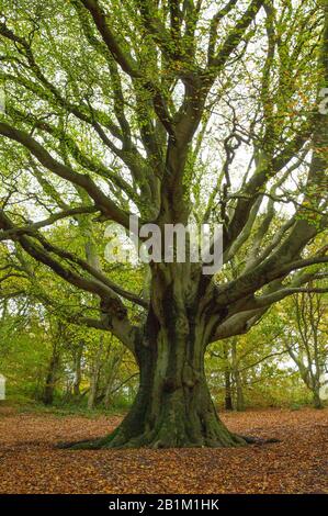 Arbres en automne splendeur dans les collines Clent dans les collines Clent, nr Halesowen dans les West Midlands Banque D'Images