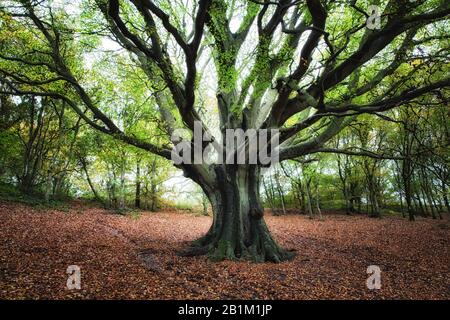 Arbres en automne splendeur dans les collines Clent dans les collines Clent, nr Halesowen dans les West Midlands Banque D'Images