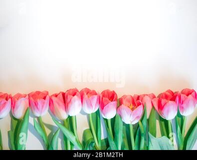 Fleurs roses fond blanc. Fleur rose tulipe dans une rangée. Maquette plate, vue de dessus Banque D'Images