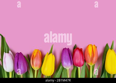 Fond plat de printemps avec fleurs de tulipe colorées dans une rangée avec un espace vierge rose clair copie au-dessus Banque D'Images