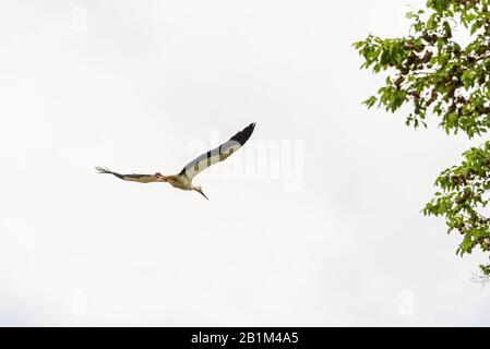 Tournage de stork pendant une journée de printemps dans le parc régional Mincio Banque D'Images