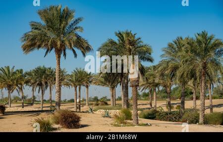 Panorama. Plantation de palmiers dattiers. L'image illustre l'agriculture tropicale avancée dans les pays arabes Banque D'Images