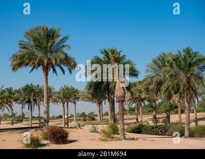 Panorama. Plantation de palmiers dattiers. L'image illustre l'agriculture tropicale avancée dans les pays arabes Banque D'Images