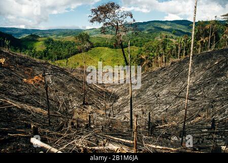 forêt tropicale brûlée en colombie. Arbres tombés Banque D'Images