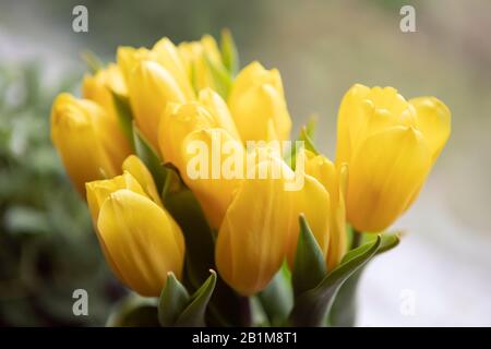 Bouquet de tulipes fraîches closeup, décor maison, couleur jaune vif. Banque D'Images