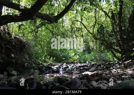 Un petit ruisseau parmi la végétation. Le Brésil a des charmes et de beaux coins au milieu de la nature. Banque D'Images