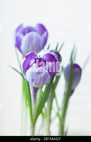 Crocuses romantiques et lumineuses sur un fond lumineux de gros plan. Point de mire sélectif doux, concept de vacances de printemps et de priroses Banque D'Images