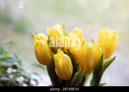 Bouquet de tulipes fraîches à l'intérieur, clôture, décor maison, couleur jaune vif. Banque D'Images