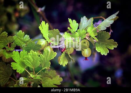 Groseilles à maquereau sur un buisson. Baies de gooseilles dans le jardin de légumes biologiques. L'airelle ou Ribes uva-crispa sur le fond vert de la branche. Banque D'Images