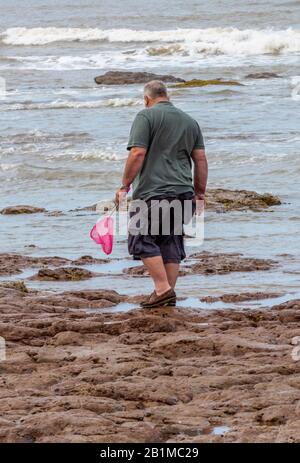 un grand homme qui tient un filet de pêche aux enfants de couleur rose pagayant dans des rockpools à la recherche de poissons et de crabes. Banque D'Images