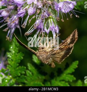 Papillon en y argenté (Autographa gamma) se nourrissant sur le cou du violon Banque D'Images