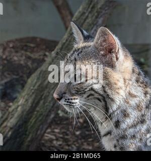 Royaume-Uni, Welwyn - octobre 2017: Jeune Bob Cat en captivité - gros plan Banque D'Images
