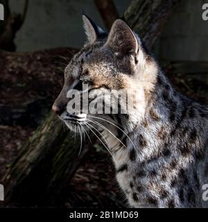 Royaume-Uni, Welwyn - octobre 2017: Jeune Bob Cat en captivité - gros plan Banque D'Images