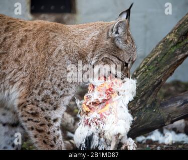 Royaume-Uni, Welwyn - octobre 2017 : Lynx eurasien en captivité Banque D'Images