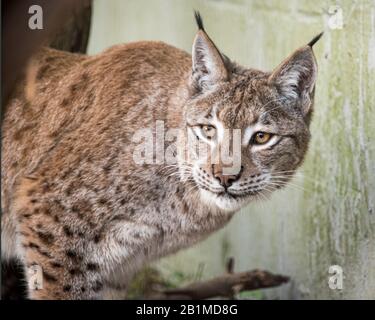 Royaume-Uni, Welwyn - octobre 2017 : Lynx eurasien en captivité Banque D'Images