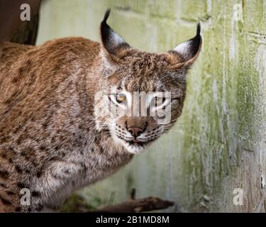 Royaume-Uni, Welwyn - octobre 2017 : Lynx eurasien en captivité Banque D'Images